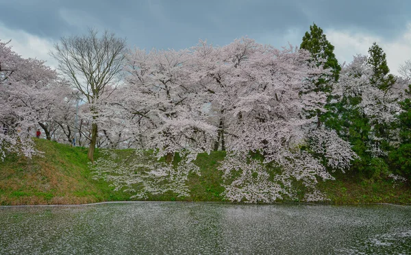 Kajo Park, Yamagata Şatosu 'ndaki göle yağmur gibi yağan kiraz çiçekleri..