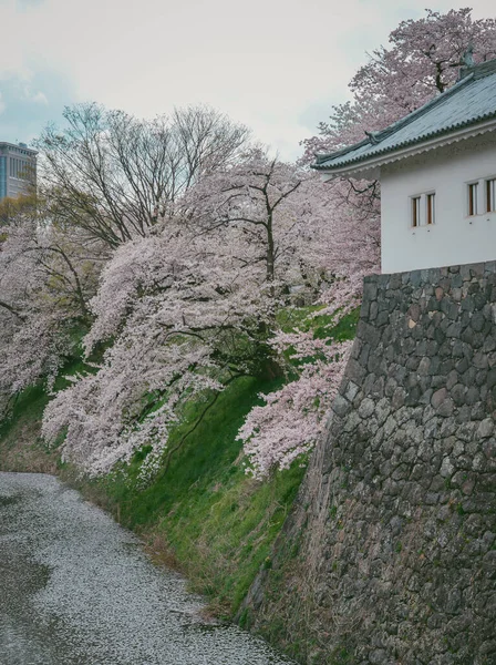 Japonya Yamagata Kalesi 'nin çevresinde kiraz çiçekleri açıyor..