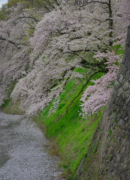 Japonya Yamagata Kalesi 'nin çevresinde kiraz çiçekleri açıyor..