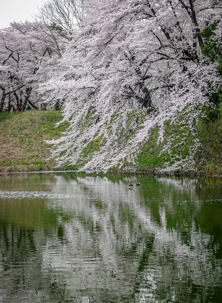 Çiçek açan kiraz çiçekleri Japonya 'daki Yamagata Kalesi, Kajo Park' taki göle yansıyor..