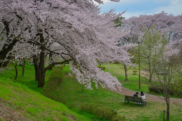 Çiçek açan kiraz çiçekleri Japonya 'daki Yamagata Kalesi, Kajo Park' ta büyüleyici bir manzaradır..