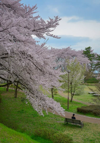 Çiçek açan kiraz çiçekleri Japonya 'daki Yamagata Kalesi, Kajo Park' ta büyüleyici bir manzaradır..
