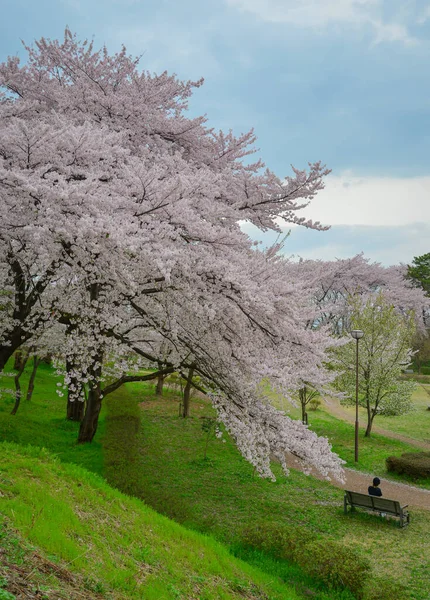 Çiçek açan kiraz çiçekleri Japonya 'daki Yamagata Kalesi, Kajo Park' ta büyüleyici bir manzaradır..