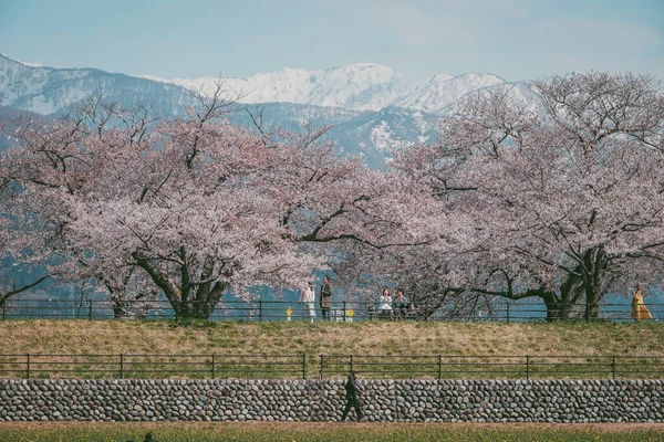 Toyama, Japonya - 14 Nisan 2025. İnsanlar Japonya, Toyama 'da arka planda kiraz çiçekleri olan bir çiçek tarlasında geziniyorlar..