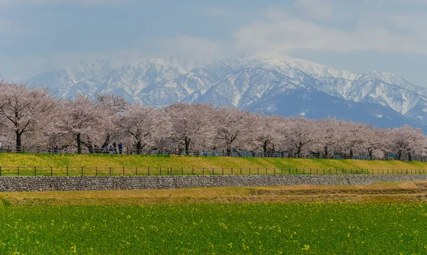 Japonya 'nın Toyama kentindeki geniş çiçek tarlaları ve karla kaplı dağlara karşı çiçek açan kiraz çiçeklerinin manzarası.