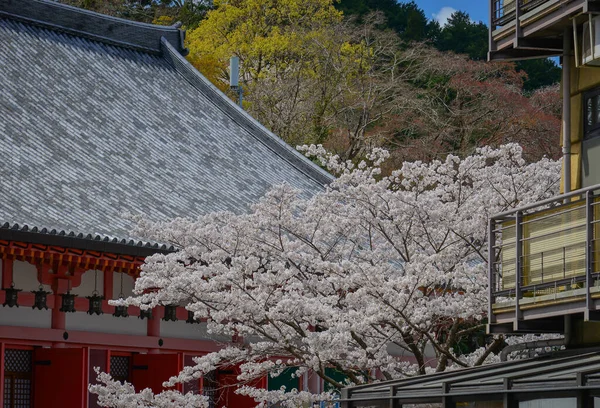 Japonya, Nara 'da kiraz çiçeği mevsiminde Tsubosaka Tapınağı manzarası.