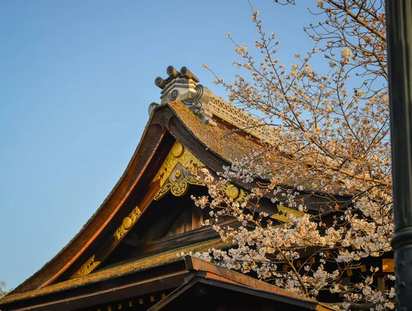 Japonya 'nın Nara kentindeki antik bir tapınakta çiçek açan şeftali çiçekleri manzarası..