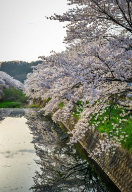 Japonya 'nın Fukushima ilinde Nisan ayı boyunca şeftali çiçekleri (sakura) açmaktadır..
