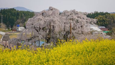 Fukushima, Japonya - 18 Nisan 2025. Japonya, Fukushima 'da zirvedeki antik Miharu Takizakura kiraz ağacını gören insanlar..