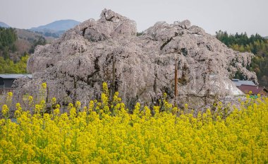 Eski Miharu Takizakura kiraz ağacını Japonya 'nın Fukushima şehrinde çiçek açarken görmek.