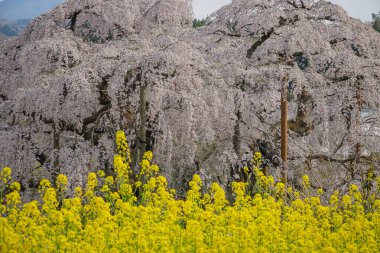 Eski Miharu Takizakura kiraz ağacını Japonya 'nın Fukushima şehrinde çiçek açarken görmek.