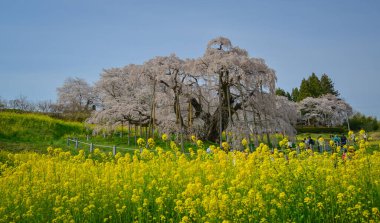 Eski Miharu Takizakura kiraz ağacını Japonya 'nın Fukushima şehrinde çiçek açarken görmek.