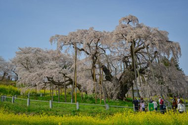 Fukushima, Japonya - 18 Nisan 2025. Japonya, Fukushima 'da zirvedeki antik Miharu Takizakura kiraz ağacını gören insanlar..