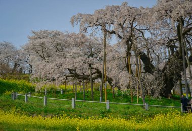 Eski Miharu Takizakura kiraz ağacını Japonya 'nın Fukushima şehrinde çiçek açarken görmek.