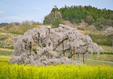 Eski Miharu Takizakura kiraz ağacını Japonya 'nın Fukushima şehrinde çiçek açarken görmek.