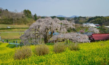 Fukushima, Japonya - 18 Nisan 2025. Japonya, Fukushima 'da zirvedeki antik Miharu Takizakura kiraz ağacını gören insanlar..