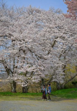 Fukushima, Japonya - 18 Nisan 2025. Nisan ayında Japonya 'nın Fukushima şehrinde kiraz ağaçlarının altında yürüyen genç bir çift..