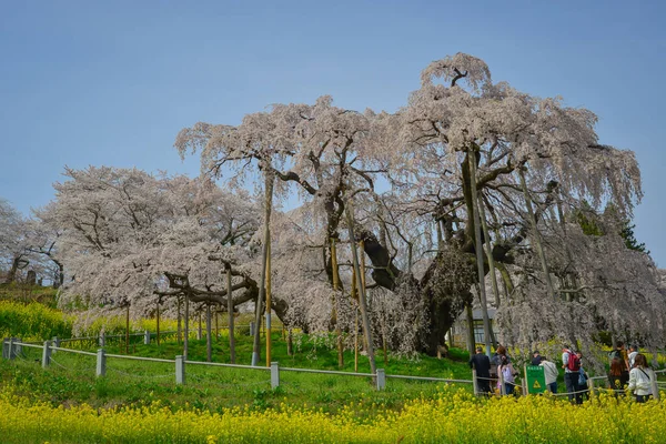 Fukushima, Japonya - 18 Nisan 2025. Japonya, Fukushima 'da zirvedeki antik Miharu Takizakura kiraz ağacını gören insanlar..