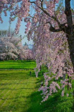 Japonya 'nın Fukushima ilinin huzurlu kırsalında çiçek açan güzel şeftali ağaçları..