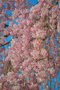 Japonya 'nın Fukushima ilinin huzurlu kırsalında çiçek açan güzel şeftali ağaçları..