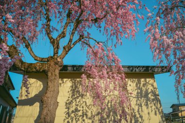 Japonya 'nın Fukushima ilinin huzurlu kırsalında çiçek açan güzel şeftali ağaçları..
