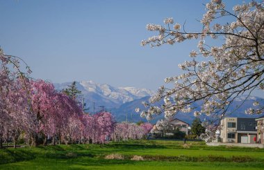 Japonya 'nın Fukushima ilinin huzurlu kırsalında çiçek açan güzel şeftali ağaçları..