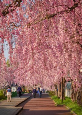 Japonya 'nın Fukushima ilinin kırsal kesiminde Nicchu Hattı boyunca çiçek açan kiraz çiçekleri..