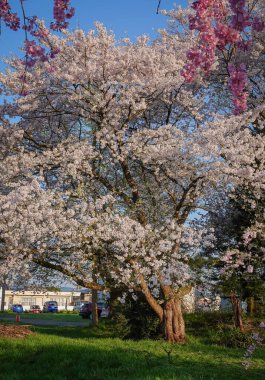 Japonya 'nın Fukushima ilinin huzurlu kırsalında çiçek açan güzel şeftali ağaçları..
