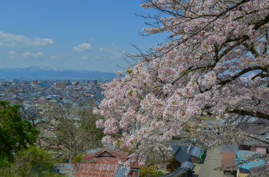 Japonya, Aizu-Wakamatsu 'da çiçek açan kiraz çiçekleriyle kaplı bir tepeden şehir manzarası.