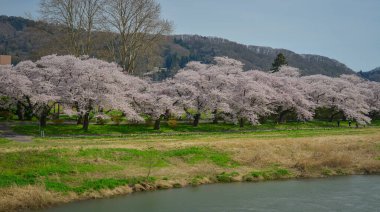 Kitakami Tenshochi Park, Iwate, Japonya 'da kiraz çiçeklerinin açtığı büyüleyici bahar manzarası..