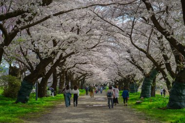 Iwate, Japonya - 22 Nisan 2025. İnsanlar baharda Kitakami Tenshochi Park, Iwate, Japonya 'da kiraz ve şeftali çiçeklerinin tadını çıkarıyorlar..