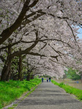 Kitakami Tenshochi Park, Iwate, Japonya 'da kiraz çiçeklerinin açtığı büyüleyici bahar manzarası..