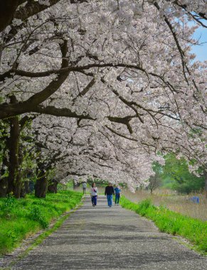Iwate, Japonya - 22 Nisan 2025. İnsanlar baharda Kitakami Tenshochi Park, Iwate, Japonya 'da kiraz ve şeftali çiçeklerinin tadını çıkarıyorlar..