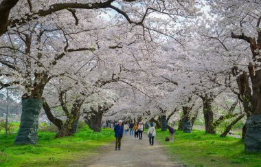 Iwate, Japonya - 22 Nisan 2025. İnsanlar baharda Kitakami Tenshochi Park, Iwate, Japonya 'da kiraz ve şeftali çiçeklerinin tadını çıkarıyorlar..