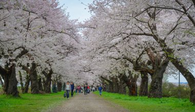 Iwate, Japonya - 22 Nisan 2025. İnsanlar baharda Kitakami Tenshochi Park, Iwate, Japonya 'da kiraz ve şeftali çiçeklerinin tadını çıkarıyorlar..