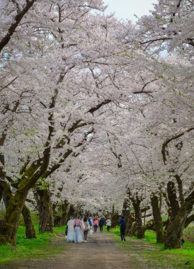 Iwate, Japonya - 22 Nisan 2025. İnsanlar baharda Kitakami Tenshochi Park, Iwate, Japonya 'da kiraz ve şeftali çiçeklerinin tadını çıkarıyorlar..