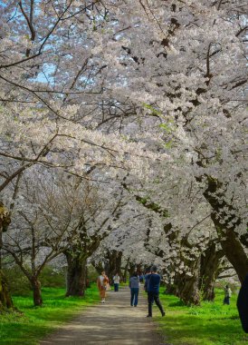 Iwate, Japonya - 22 Nisan 2025. İnsanlar baharda Kitakami Tenshochi Park, Iwate, Japonya 'da kiraz ve şeftali çiçeklerinin tadını çıkarıyorlar..