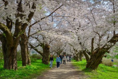 Iwate, Japonya - 22 Nisan 2025. İnsanlar baharda Kitakami Tenshochi Park, Iwate, Japonya 'da kiraz ve şeftali çiçeklerinin tadını çıkarıyorlar..