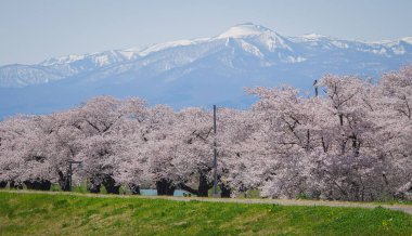 Kitakami Tenshochi Park, Iwate, Japonya 'da kiraz çiçeklerinin açtığı büyüleyici bahar manzarası..