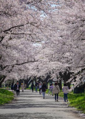 Iwate, Japonya - 22 Nisan 2025. İnsanlar baharda Kitakami Tenshochi Park, Iwate, Japonya 'da kiraz ve şeftali çiçeklerinin tadını çıkarıyorlar..