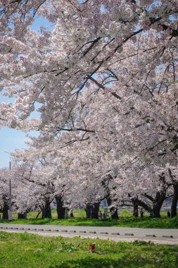 Kitakami Tenshochi Park, Iwate, Japonya 'da kiraz çiçeklerinin açtığı büyüleyici bahar manzarası..