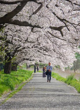 Iwate, Japonya - 22 Nisan 2025. İnsanlar baharda Kitakami Tenshochi Park, Iwate, Japonya 'da kiraz ve şeftali çiçeklerinin tadını çıkarıyorlar..