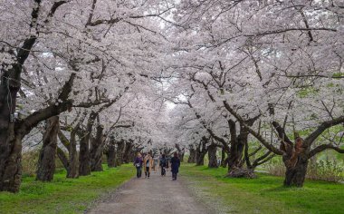 Iwate, Japonya - 22 Nisan 2025. İnsanlar baharda Kitakami Tenshochi Park, Iwate, Japonya 'da kiraz ve şeftali çiçeklerinin tadını çıkarıyorlar..