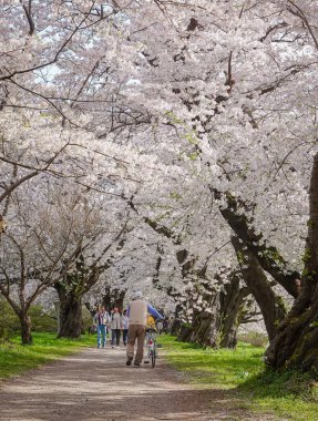 Iwate, Japonya - 22 Nisan 2025. İnsanlar baharda Kitakami Tenshochi Park, Iwate, Japonya 'da kiraz ve şeftali çiçeklerinin tadını çıkarıyorlar..