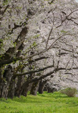 Kitakami Tenshochi Park, Iwate, Japonya 'da kiraz çiçeklerinin açtığı büyüleyici bahar manzarası..
