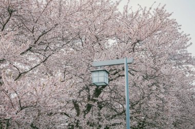Iwate, Japonya 'daki Kitakami Tenshochi Parkı' nda güzel kiraz çiçekleriyle bahar manzarasının tadını çıkarıyorum..