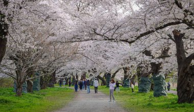 Iwate, Japonya - 22 Nisan 2025. İnsanlar baharda Kitakami Tenshochi Park, Iwate, Japonya 'da kiraz ve şeftali çiçeklerinin tadını çıkarıyorlar..