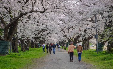 Iwate, Japonya - 22 Nisan 2025. İnsanlar baharda Kitakami Tenshochi Park, Iwate, Japonya 'da kiraz ve şeftali çiçeklerinin tadını çıkarıyorlar..