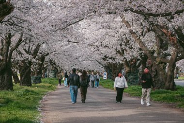 Iwate, Japonya - 22 Nisan 2025. İnsanlar baharda Kitakami Tenshochi Park, Iwate, Japonya 'da kiraz ve şeftali çiçeklerinin tadını çıkarıyorlar..