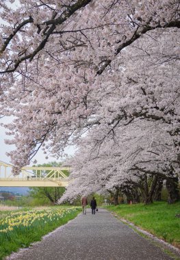 Iwate, Japonya 'daki Kitakami Tenshochi Parkı' nda güzel kiraz çiçekleriyle bahar manzarasının tadını çıkarıyorum..